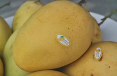 Dong Thap strives to turn mango into key export product