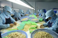 Ha Long city to host 10th international cashew nut conference 