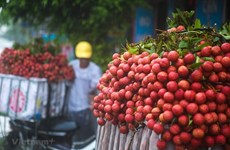 Bac Giang earns 5.4 trillion VND from lychees 