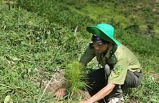 Nearly 57,000ha of alternative forests planted across Vietnam