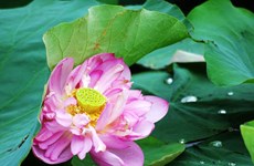 Lotus flower shows tranquil charm in summer heat