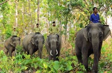 Yok Don National Park to boost elephant-friendly tourism