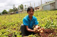 Lam Dong fights fake potatoes from China