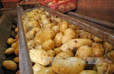 Vietnam imports 60 percent of potatoes for processing