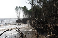 Tien Giang loses protective forests to sea