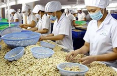 Cashew businesses lack capital to continue operation