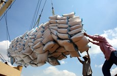Vietnam’s rice exports on the rise