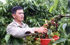 Vietnam seeks to increase value of coffee products