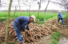 Vietnam exports less, but earns more from cassava