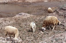 Workshop talks goat, sheep farming amid climate change