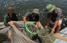 Khanh Hoa develops seafood, ecological protection