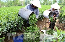 Vietnam’s tea exports fall in both volume and revenue  