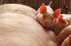 FAO convenes emergency meeting to prevent spread of swine fever 