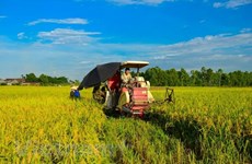 Rice production drops slightly in summer-autumn crop