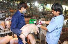 Measures urged to be taken to prevent African Swine Fever