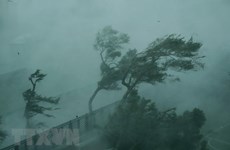 Typhoon Mangkhut wrecks havocs in its way