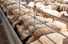 Ninh Thuan to breed more sheep, goats for sale