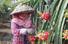 VN’s fruits need to gain domestic market before exporting: experts