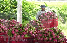 Binh Thuan promotes dragon fruits in India