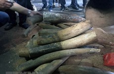 Nearly 1 tonne of elephant tusks, pangolin scales uncovered in Hanoi