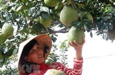 Fruit, veggie exports likely to hit 3.8 billion USD