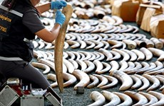 Thailand removed from CITES' ivory watch list