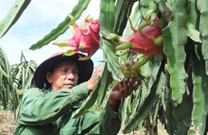 Tien Giang province develops fruit growing areas