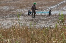 Mekong Delta likely to face drought, salinity in winter-spring crop