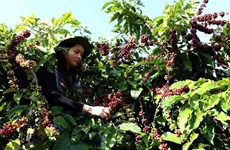 250 brands to attend Coffee Expo Vietnam 2018 