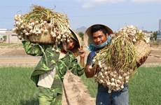 Intellectual property rights for Vietnam’s farm produce discussed