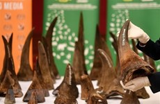 Conservation organisations urge more penalties for wildlife crime