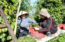 Dutch firm helps Binh Phuoc promote sustainable peppercorn production