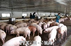 Ministry takes steps to prevent entry of African Swine Flu