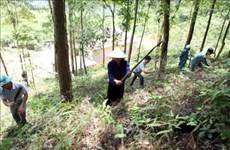 Quang Nam develops value chain of acacia trees 