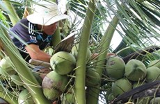 Ben Tre attracts investment in high-tech agriculture 