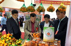 Tangerine variety in Hoa Binh granted collective trademark