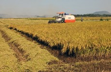 Dong Thap’s rice output reaches over 3.3 million tonnes