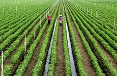 Mekong Delta farmers expand clean veggie, fruit farming area