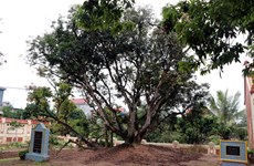 Hai Duong province moves to conserve ancestral lychee tree