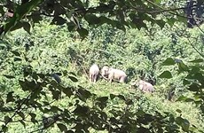 Quang Nam protects wild elephants