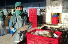 Company in Khanh Hoa licensed to export pufferfish