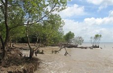 Tien Giang strives to protect coastal forests from erosion