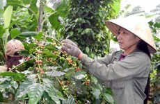 Vietnam’s coffee exports to Algeria rise sharply 