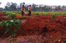 81,500 hectares of crops certified with VietGAP