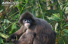 Two rare langurs killed in Pu Mat National Park