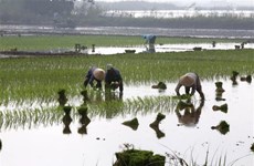 Under half of northern, midland paddy fields have enough water for new crops