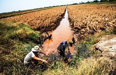 Saline intrusion threatens Mekong Delta