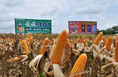 Thailand becomes world’s No 1 exporter of sweet corns