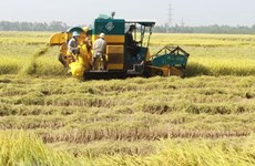 Vietnamese rice makes name in world market