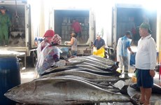 Fishermen in central region enjoy bumper catches during Tet
